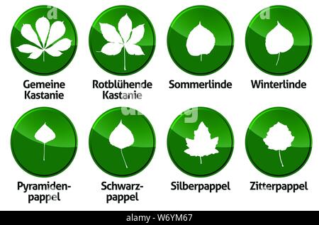 leaf foliage vector outline forest deciduous isolated Stock Vector