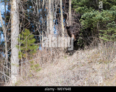 Grizzly bear in the wildrocky mountains, canada Stock Photo