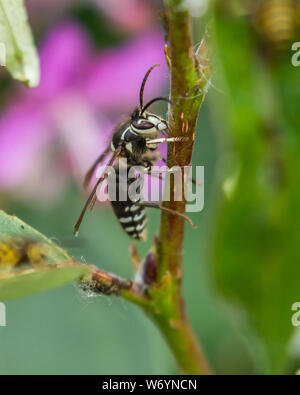 A Bald Faced Hornet Eating a Leaf Stock Photo