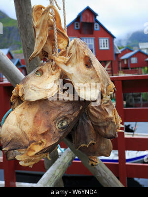 Drying stock fish cod in Å village with traditional red rorbu houses and fjord on the background in summer, Lofoten Islands, Norway