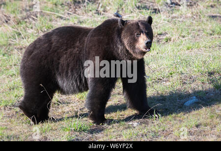 Grizzly bear in the wildrocky mountains, canada Stock Photo