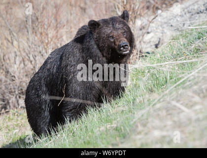 Grizzly bear in the wildrocky mountains, canada Stock Photo