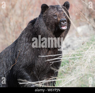 Grizzly bear in the wildrocky mountains, canada Stock Photo