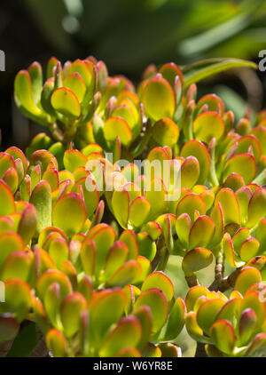 red-tipped green leaves of a jade plant Stock Photo - Alamy