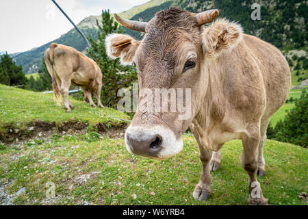 Cow face , selective focus on a mountain side.Vall de Nuria in Catalan Pyrenees, Spain. Stock Photo