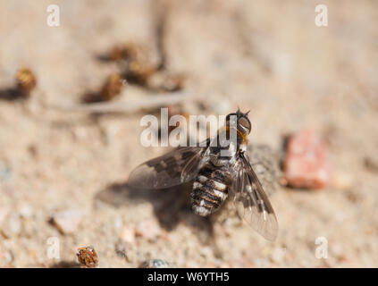 Mottled bee-fly Stock Photo