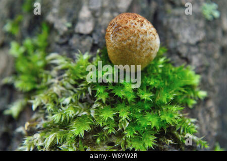 Coprinellus mushroom and moss on tree Stock Photo