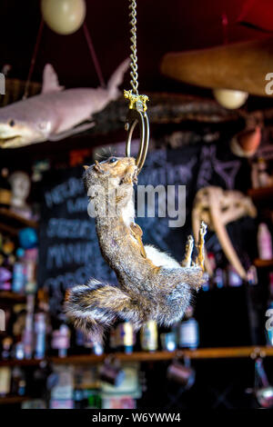 Taxidermy squirrel with key hanging from a handcuff at Viktor Wynd Museum of Curiosities and Last Tuesday Society, London, UK Stock Photo