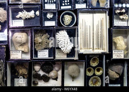 Specimens at Viktor Wynd Museum of Curiosities and Last Tuesday Society, London, UK Stock Photo