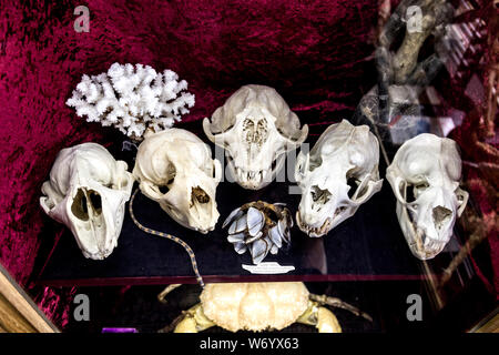 Viktor Wynd Museum of Curiosities, Fine Art & Natural History and Last Tuesday Society, London, UK Stock Photo