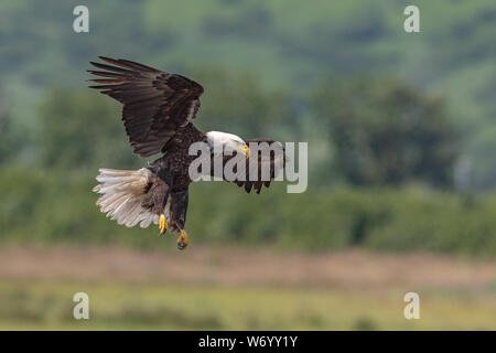 Bald Eagle  in flight coming into land Stock Photo