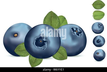 Forest berry with leaft. Collection fresh ripe blueberry. 3d realistic ...