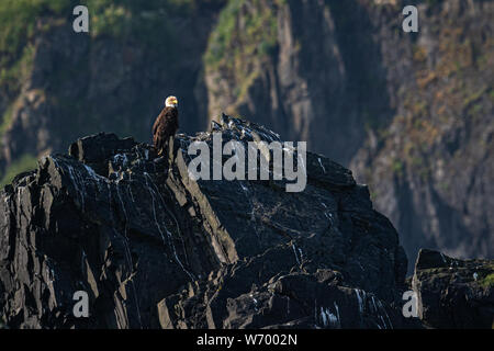 Bald Eagles Sitting on rock with rocky background ,  Alaska, USA Stock Photo
