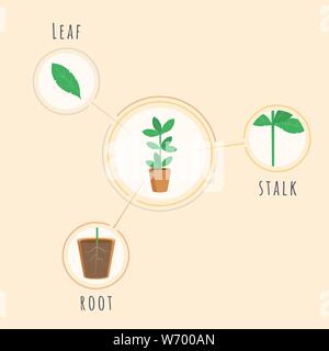 Plant structure flat vector banner template. Biology lesson equipment, tool, placard explaining root, stalk, leaf elements. Botanical poster, infographics, growing crops visualization Stock Vector