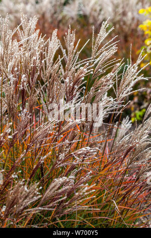 Showy Dwarf Maiden Grass, Miscanthus sinensis 'Ferner Osten' Stock Photo