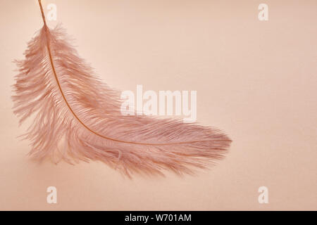 Beautiful feather color coral on pastel background Stock Photo