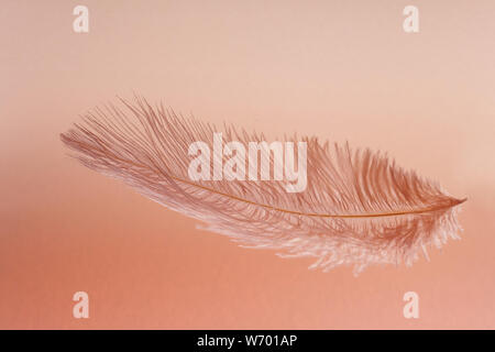 Beautiful feather color coral on pastel background Stock Photo