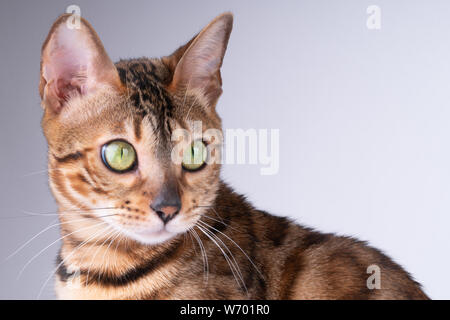beautiful Bengal cat portrait on a white background, clouse up, copy space. Stock Photo