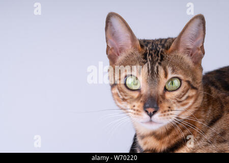 beautiful Bengal cat portrait on a white background, clouse up, copy space. Stock Photo