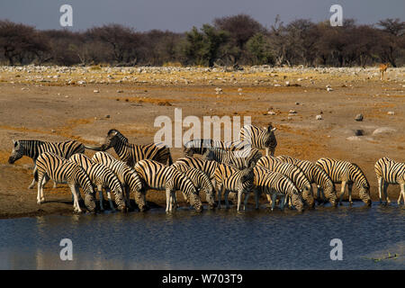 Zebras drinking at Chudob waterhole, Etosha National Park, Namibia Stock Photo