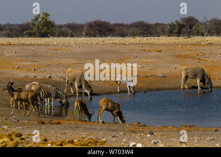 Eland, zebra, impala and kudu drinking at Chudob waterhole, Etosha National Park, Namibia Stock Photo