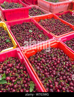 Boxes full of fresh Washington State cherries ready for processing at plants in the Chelan County in Washington State ready for sale to the consumer Stock Photo