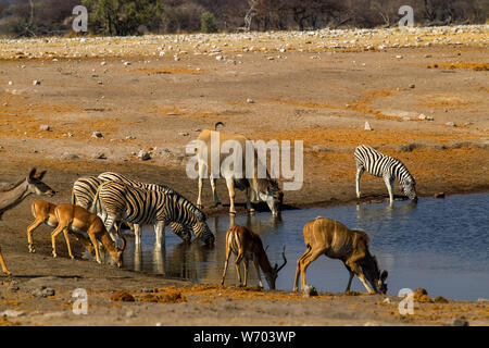 Eland, zebra, impala and kudu drinking at Chudob waterhole, Etosha National Park, Namibia Stock Photo