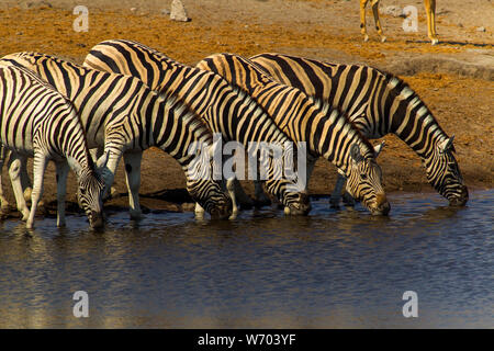 Zebras drinking at Chudob waterhole, Etosha National Park, Namibia Stock Photo