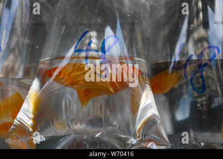 Bagged goldfish in Mong Kok Goldfish Market, Hong Kong Stock Photo