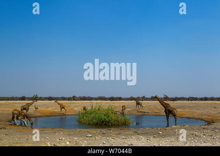 Giraffes drinking at Chudob waterhole, Etosha National Park, Namibia Stock Photo