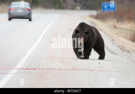 Grizzly bear in the wildrocky mountains, canada Stock Photo