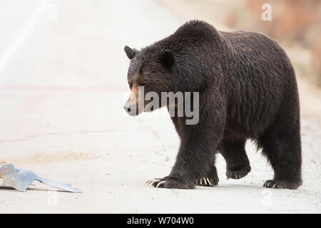 Grizzly bear in the wildrocky mountains, canada Stock Photo