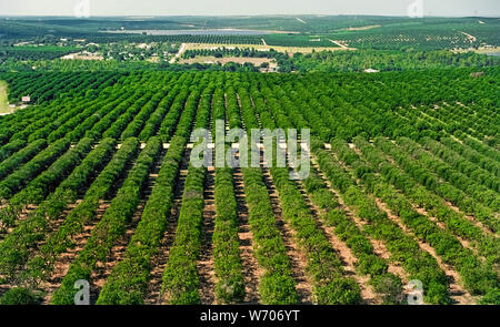 Leafy citrus trees as far as the eye can see were in endless rows that covered the subtropical agricultural landscape around Clermont in central Florida, USA, when this aerial photograph was taken in 1976. Since then, severe winter freezes forced growers to move their orange groves to warmer climate farther south and many of the trees have been replaced by commercial and housing developments. Citrus diseases also contributed to the demise of these fruit orchards in Lake County. Historical photograph. Stock Photo