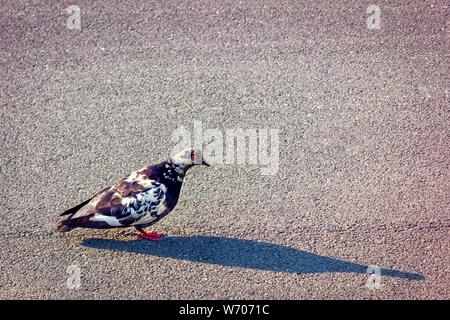 Pigeon walking on a paved path in the park. City bird pigeon walking along the gray paving slab at sunny summer day. Stock Photo