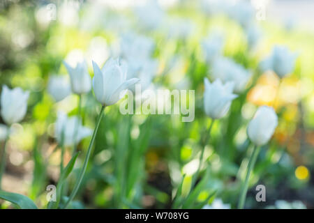 White tulips under the pine tree in the morning sunlight. Early spring concept. Selective, blurred background. Stock Photo