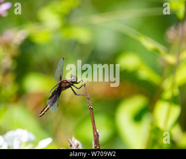 A dragonfly sitting on a plant stem perch in a garden in Speculator, NY USA Stock Photo