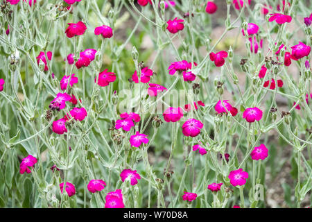 Rose Campion, Silene coronaria Bloody Mary Lampflower Mullein Pink flowers Stock Photo