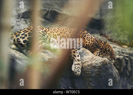 jaguar resting on the rock in zoo Stock Photo