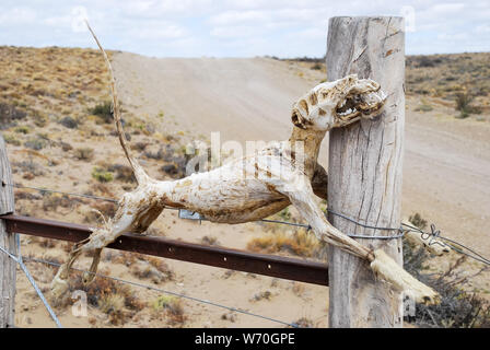 bones of the skeleton of a dead animal hanging on the door of a border or fence or wired on a southern Argentine rural route Stock Photo