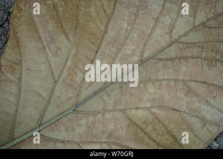 Close up of a dead leaf. Close up of a yellow dead leaf with many veins. It can be used as a background image Stock Photo