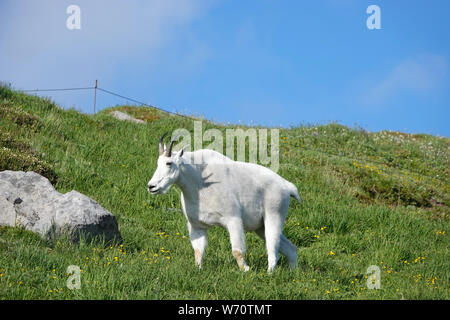 Mountain goat (Oreamnos americanus) in Mount Rainier National Park Stock Photo
