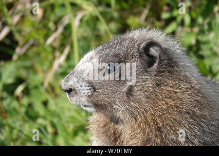 Young hoary marmot (Marmota caligata) in Mount Rainier National Park, WA, USA; July 2019 Stock Photo