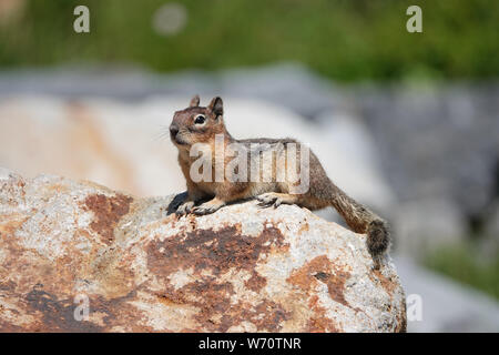 Cascade golden-mantled ground squirrel (Spermophilus saturatus) laying on a rock in Mount Rainier National Park Stock Photo