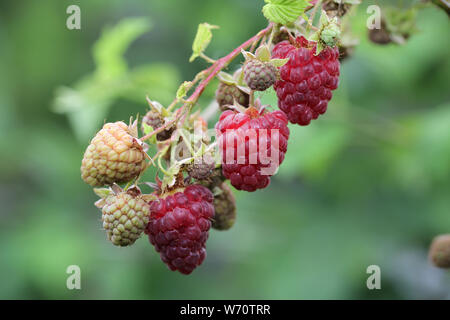 Fresh red ripe raspberries on branch Stock Photo