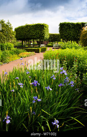 UK, Wales, Carmarthenshire, Llanarthney, National Botanic Garden of Wales, Double Walled Garden, blue irises Stock Photo