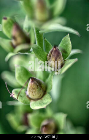 Foxglove seeds. Digitalis purpurea. UK. Each seed is approxitately 0 ...