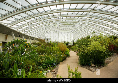 UK, Wales, Carmarthenshire, Llanarthney, National Botanic Garden of Wales, world’s largest unsupported glasshouse interior, South Africa Zone Stock Photo