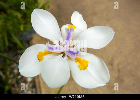 UK, Wales, Carmarthenshire, Llanarthney, National Botanic Garden of Wales, African Iris Dietes flower Stock Photo