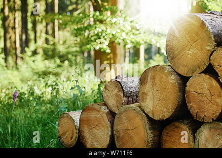 Trunks of trees cut and stacked in the forest with sunbeams in the background Stock Photo