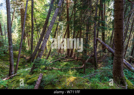 Tree forest with sunbeam illuminating moss and fern covered ground creating a mystic atmosphere Stock Photo